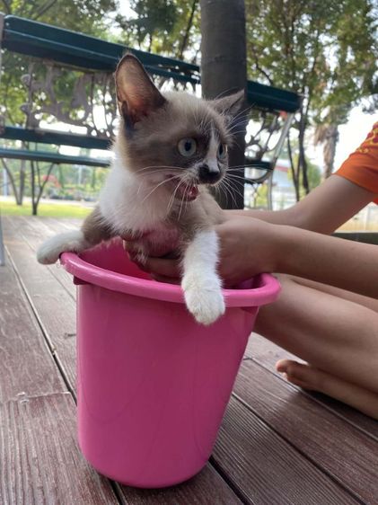 มัชกิ้นเพศเมียขาสั้นขี้เล่น เข้ากระบะทรายได้กินอาหารเม็ดได้ค่ะ รูปที่ 4