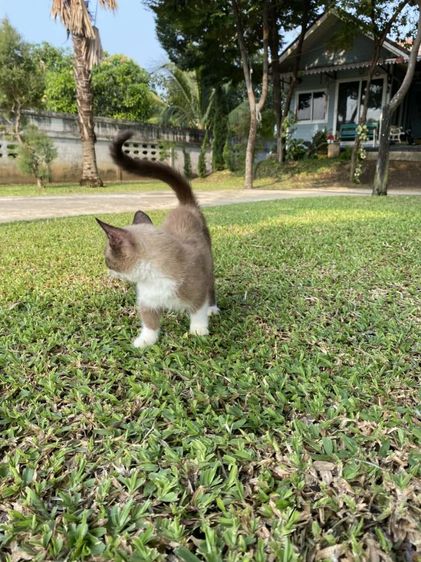 มัชกิ้นเพศเมียขาสั้นขี้เล่น เข้ากระบะทรายได้กินอาหารเม็ดได้ค่ะ รูปที่ 2