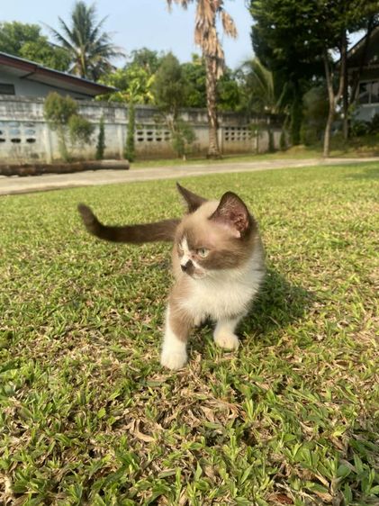 มัชกิ้นเพศเมียขาสั้นขี้เล่น เข้ากระบะทรายได้กินอาหารเม็ดได้ค่ะ