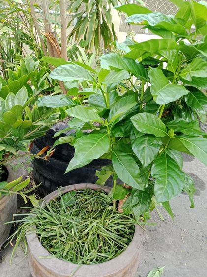 กวักมรกต โกศล ต้นยอ บอนสี ไม้มงคล รูปที่ 4