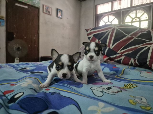 ชิวาว่า รูปที่ 2