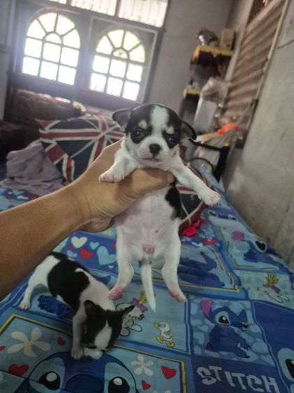 ชิวาว่า รูปที่ 8