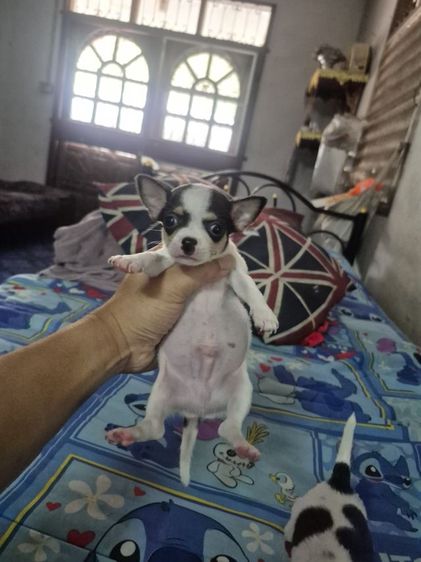 ชิวาว่า รูปที่ 9