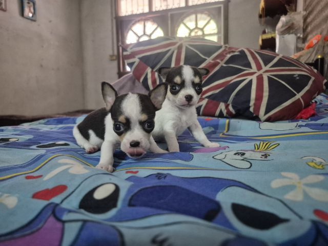 ชิวาว่า รูปที่ 6