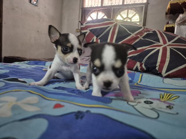 ชิวาวา (Chihuahua) เล็ก ชิวาว่า