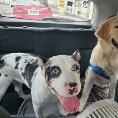 แจกฟรี ลูกสุนัขบลูลี่ผสมหลังอาน ตาฟ้า รูปที่ 3