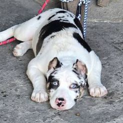 แจกฟรี ลูกสุนัขบลูลี่ผสมหลังอาน ตาฟ้า