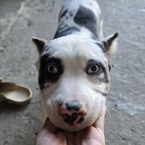 แจกฟรี ลูกสุนัขบลูลี่ผสมหลังอาน ตาฟ้า รูปที่ 4