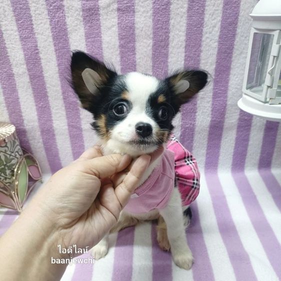 ชิวาว่าแท้..หญิงขนยาว3สี  รูปที่ 2