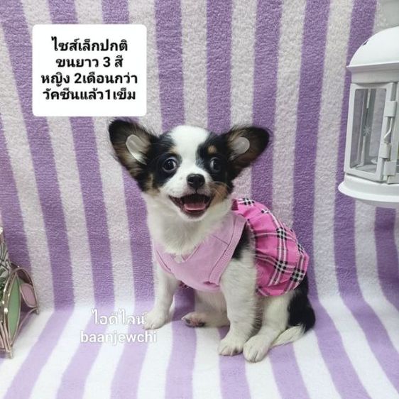 ชิวาว่าแท้..หญิงขนยาว3สี 