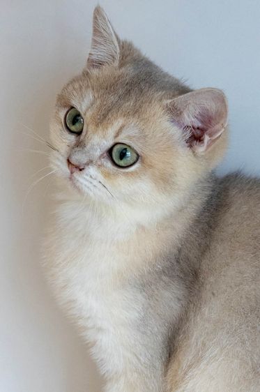 British Shorthair (ดญ รหัสสี Ay) รูปที่ 8