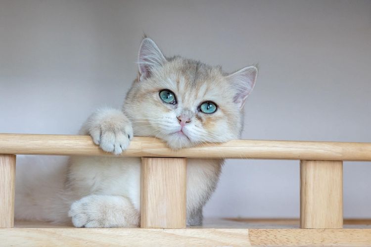 British Shorthair (ดญ รหัสสี Ay) รูปที่ 9