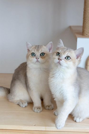 British Shorthair (ดญ รหัสสี Ay) รูปที่ 5