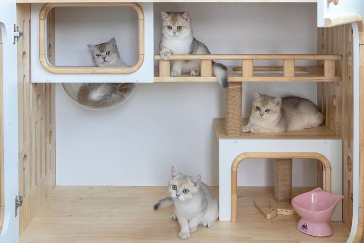 British Shorthair (ดญ รหัสสี Ay) รูปที่ 7