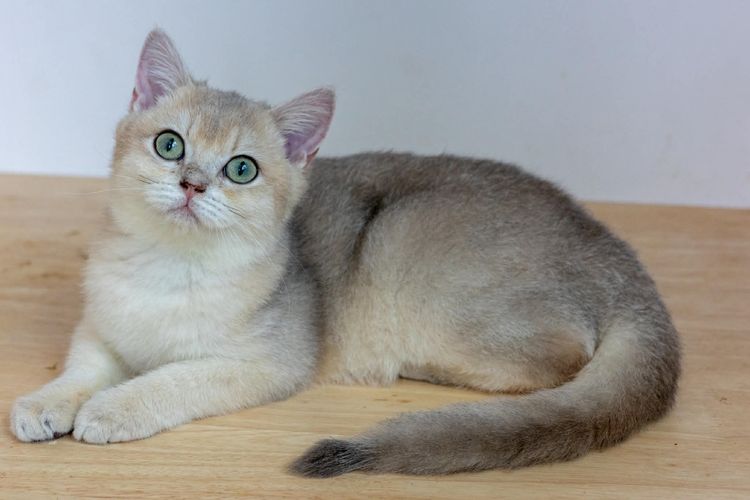 British Shorthair (ดญ รหัสสี Ay) รูปที่ 2