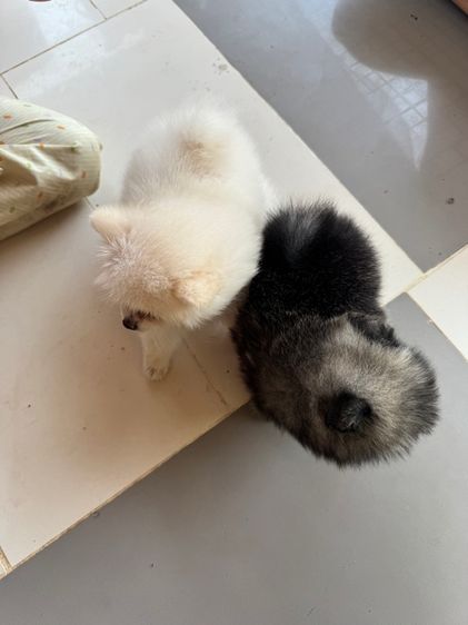 ปอมแท้ รูปที่ 4