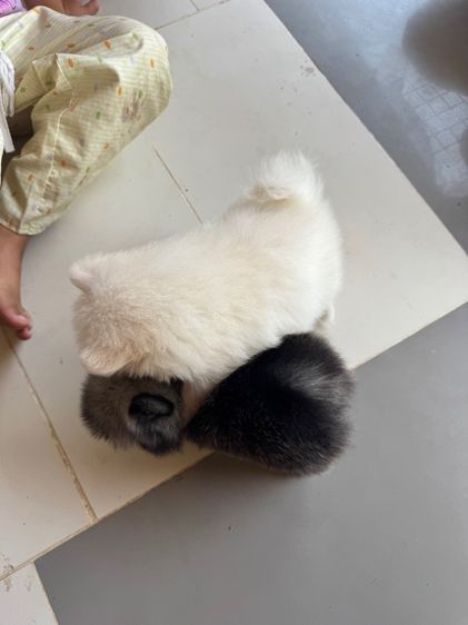 ปอมแท้ รูปที่ 3