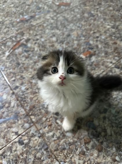 หารบ้านใหม่ค่ะ รูปที่ 4