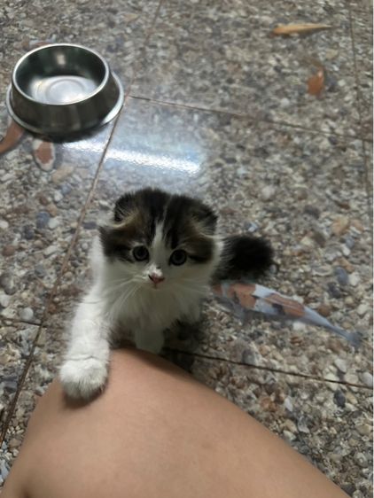 หารบ้านใหม่ค่ะ รูปที่ 5