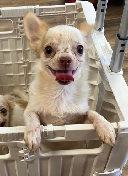 ชิวาวา (Chihuahua) เล็ก ชิวาวา ชาย 5 เดือน วัคซีนครบ