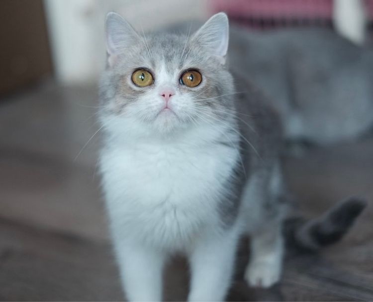 บริติชเพศชาย 4 เดือน