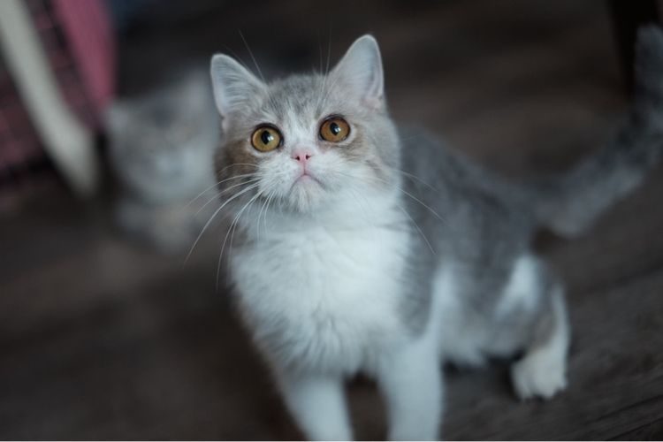 บริติชเพศชาย 4 เดือน รูปที่ 4