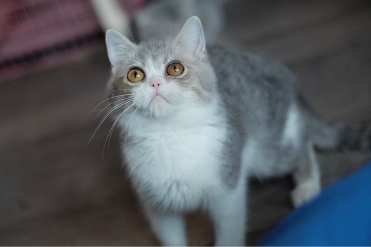 บริติชเพศชาย 4 เดือน รูปที่ 3