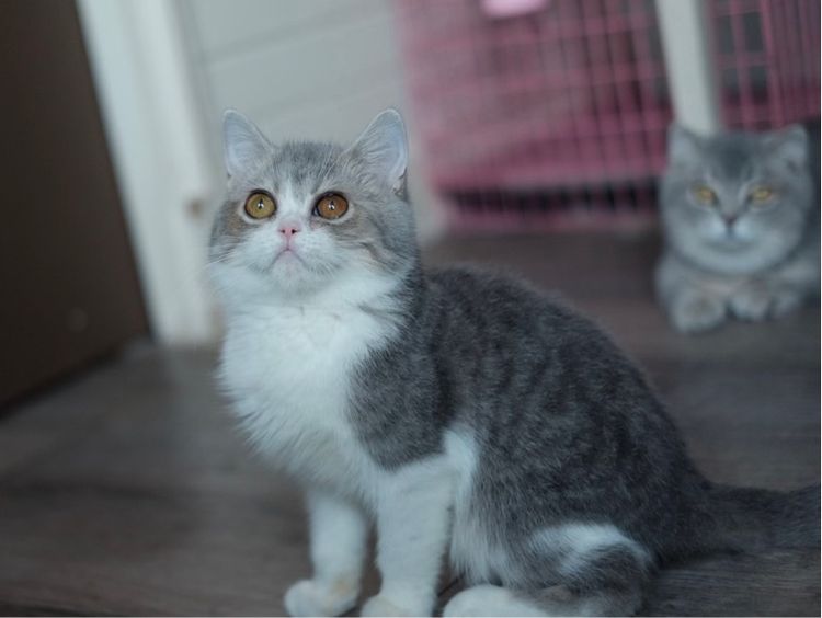 บริติชเพศชาย 4 เดือน รูปที่ 6