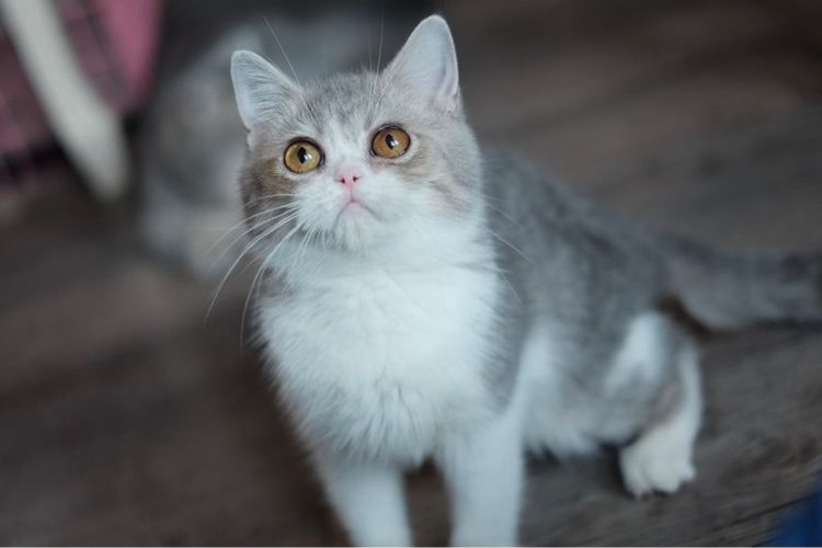 บริติชเพศชาย 4 เดือน รูปที่ 5