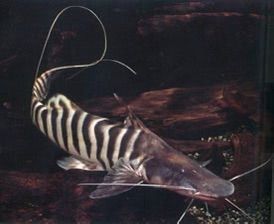 ปลาซีบร้าไทเกอร์ (Brachyplatystoma tigrinum หรือ Merodontotus tigrinus) 