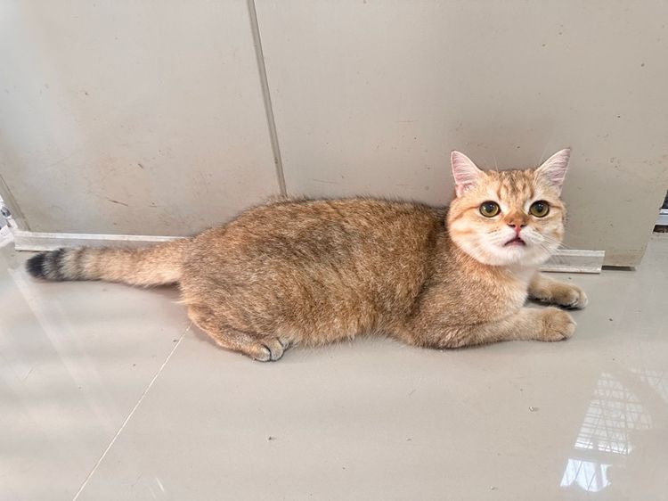 สก็อตติช โฟลด์ (Scottish Fold) แมวสก็อตติช