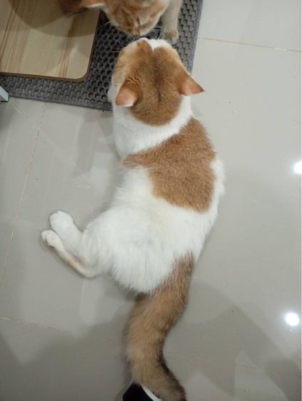 แมวสก็อตติช รูปที่ 3