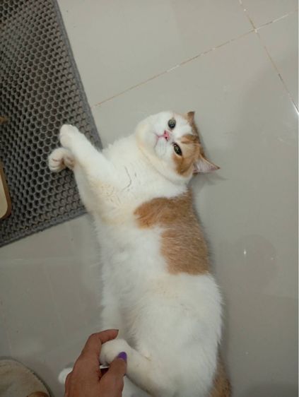 สก็อตติช โฟลด์ (Scottish Fold) แมวสก็อตติช