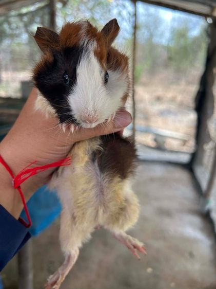 หนูตะเภา