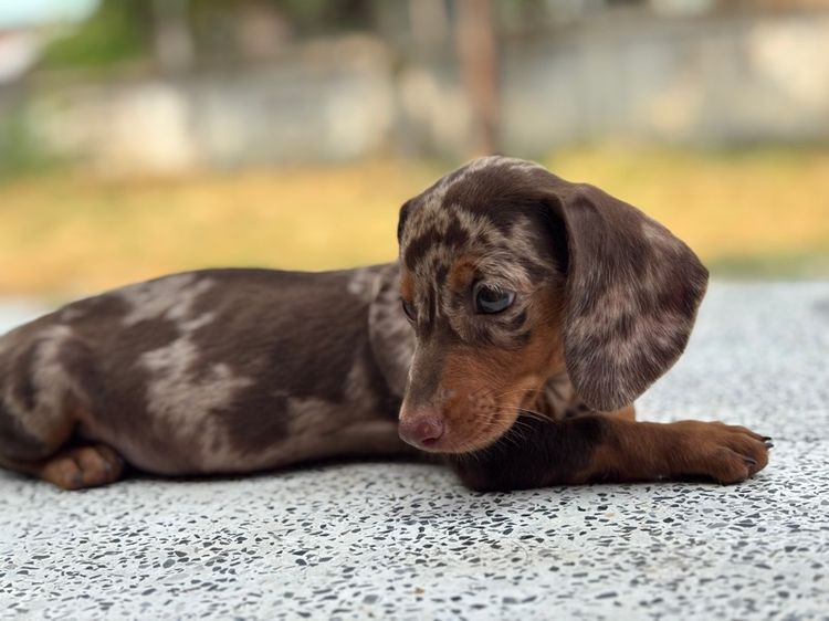 ดัชชุนมินิสีเมอร์ตัวเมีย2เดือน รูปที่ 2