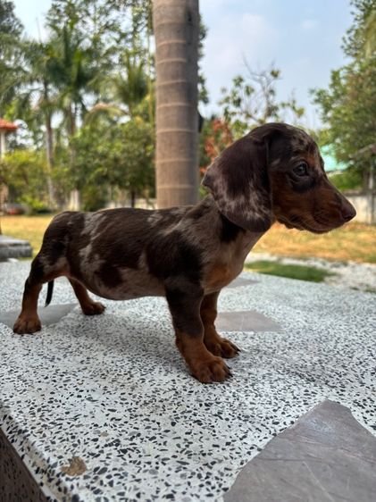 ดัชชุนมินิสีเมอร์ตัวเมีย2เดือน รูปที่ 7