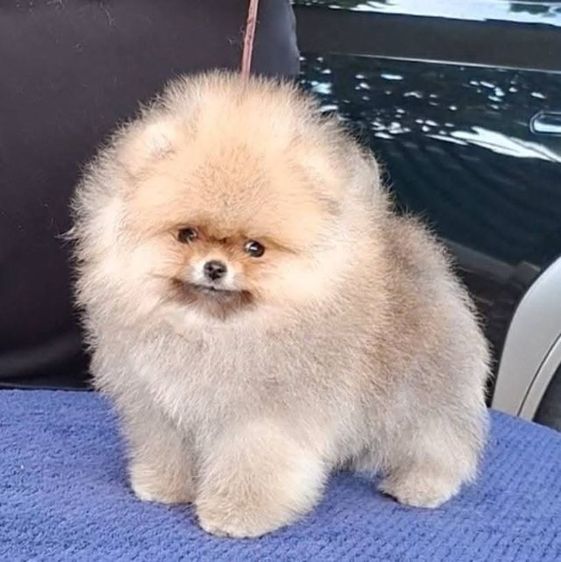 พ่อพันธุ์ปอมหนุ่มหล่อสายเลือดแชมป์พร้อมย้ายบ้านจ้าา รูปที่ 4