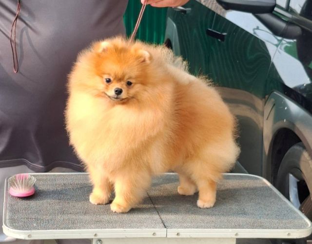 ปอมเมอเรเนียน (Pomeranian) เล็ก พ่อพันธุ์ปอมหนุ่มหล่อสายเลือดแชมป์พร้อมย้ายบ้านจ้าา