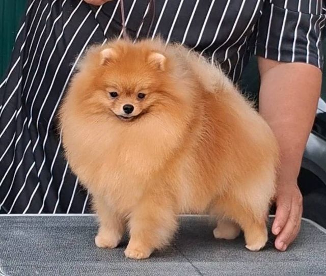 พ่อพันธุ์ปอมหนุ่มหล่อสายเลือดแชมป์พร้อมย้ายบ้านจ้าา รูปที่ 2