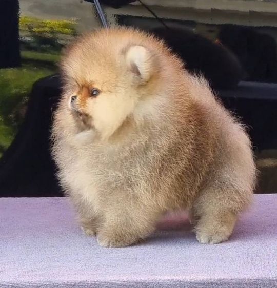 พ่อพันธุ์ปอมหนุ่มหล่อสายเลือดแชมป์พร้อมย้ายบ้านจ้าา รูปที่ 3