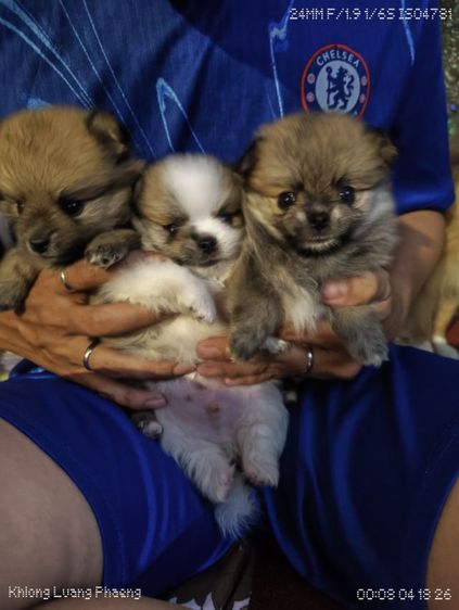 ลูกปอมชิ  รูปที่ 3