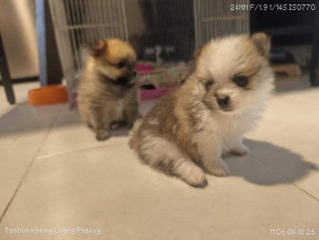 ปอมเมอเรเนียน (Pomeranian) เล็ก ลูกปอมชิ 