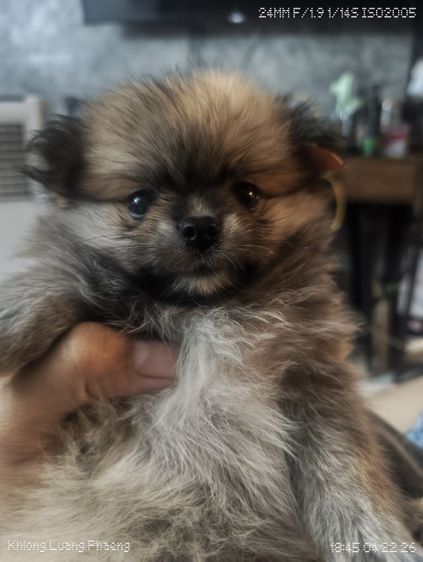 ลูกปอมชิ  รูปที่ 5