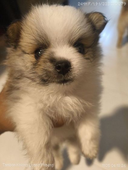 ลูกปอมชิ  รูปที่ 4