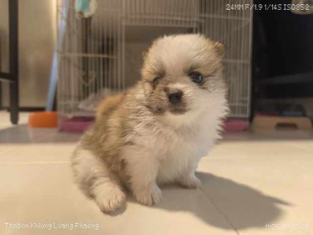 ลูกปอมชิ  รูปที่ 2