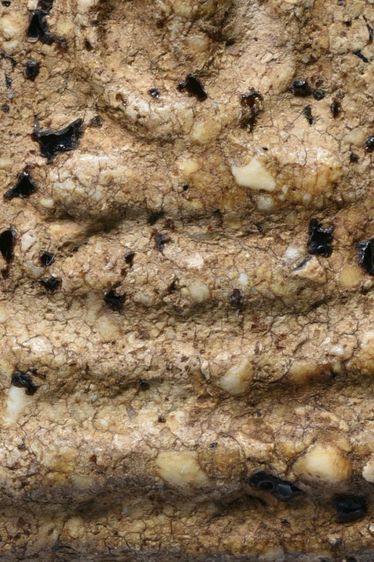 สมบัติบ้าน เนื้อขนมตุ๊บตั๊บ คราบรักหลุดร่อน พระสมเด็จวัดระฆัง พิมพ์เจดีย์เล็ก รูปที่ 10