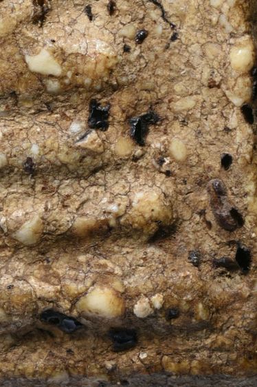 สมบัติบ้าน เนื้อขนมตุ๊บตั๊บ คราบรักหลุดร่อน พระสมเด็จวัดระฆัง พิมพ์เจดีย์เล็ก รูปที่ 18