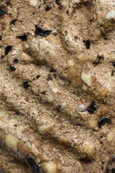 สมบัติบ้าน เนื้อขนมตุ๊บตั๊บ คราบรักหลุดร่อน พระสมเด็จวัดระฆัง พิมพ์เจดีย์เล็ก รูปที่ 4