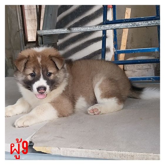 บางแก้ว (Thai Bangkaew Dog) กลาง บางแก้วแท้สีขาวเทา สวยฯฟูฯ ทำวัคซีนให้พร้อมใบเพ็ค ส่งฟรีกทม,ปริมณฑล