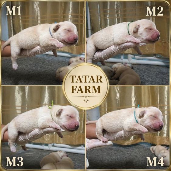 ลาบราดอร์ (Labrador) เล็ก ลาบราดอร์